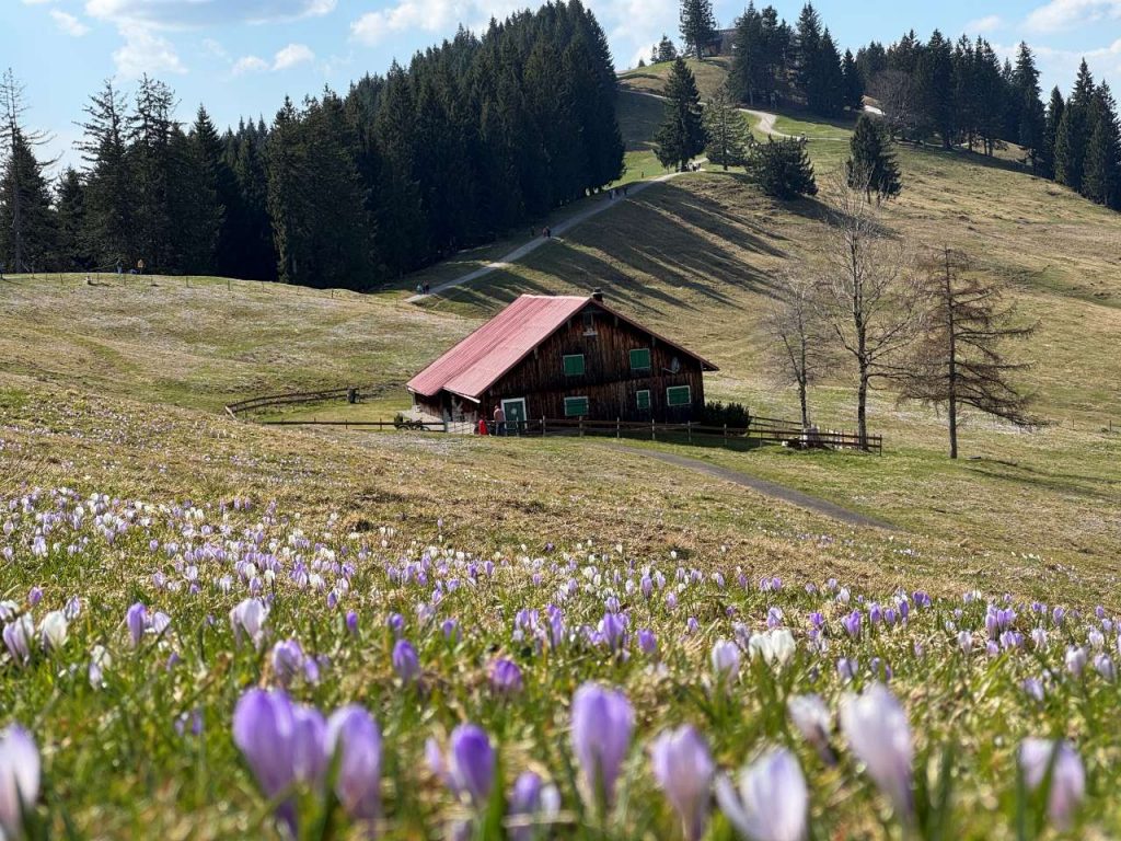 Krokusblüte auf dem Hündle bei Oberstaufen